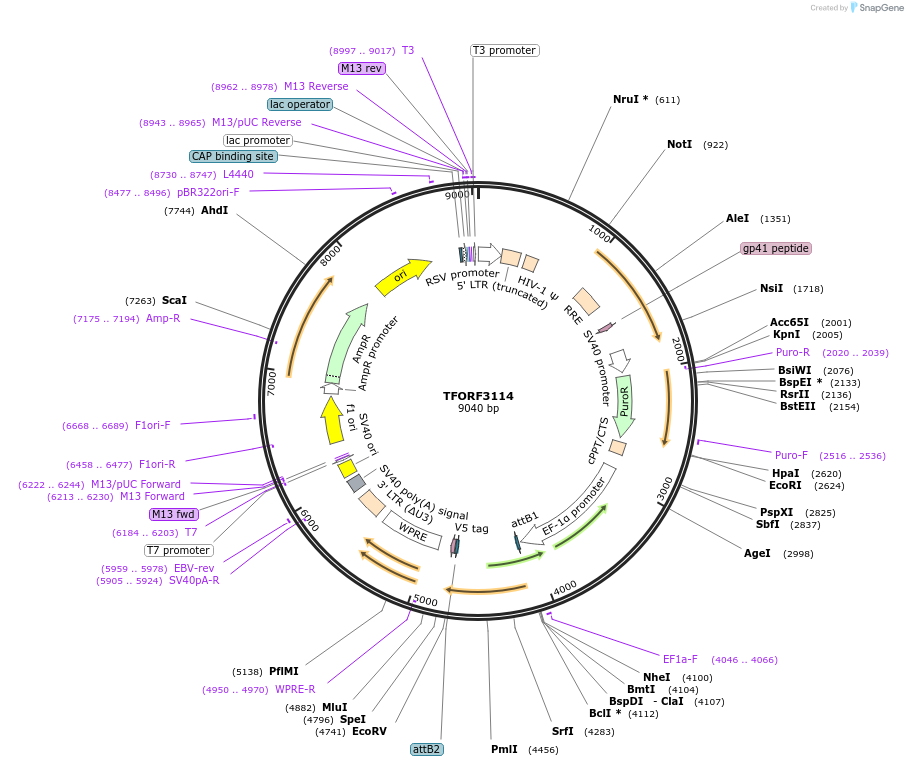 144590-plasmid-map-sequence-id-404296