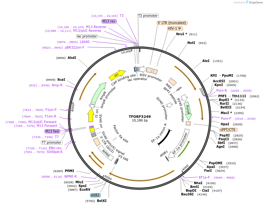 144725-plasmid-map-sequence-id-404298