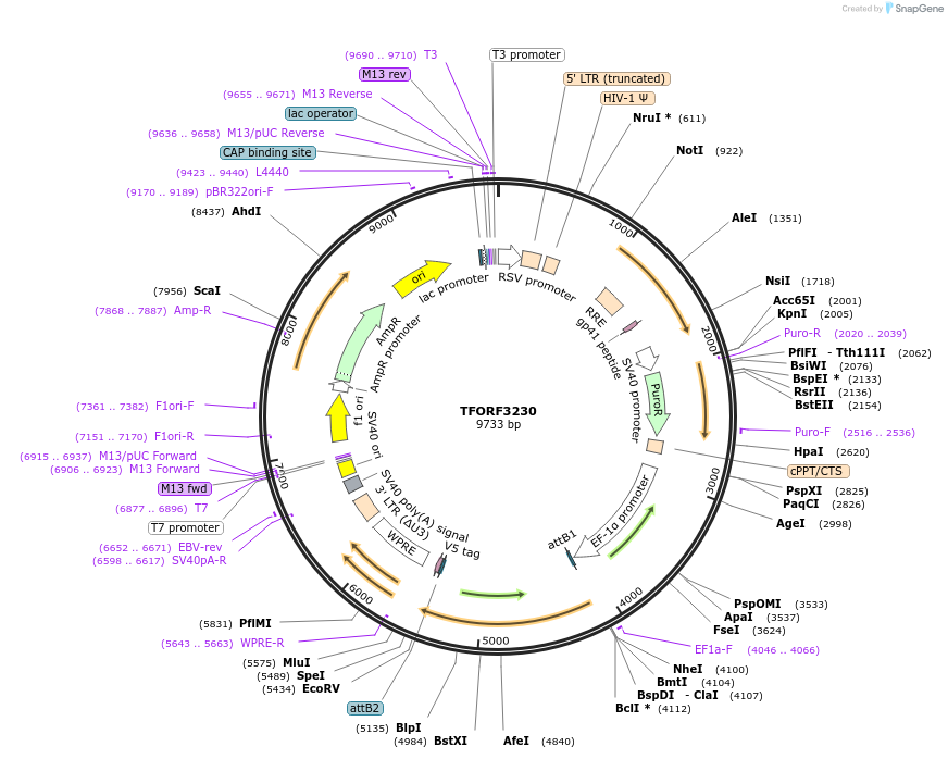 144706-plasmid-map-sequence-id-404299