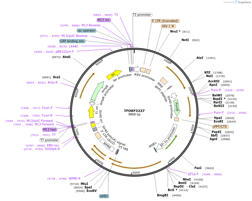 144713-plasmid-map-sequence-id-404301