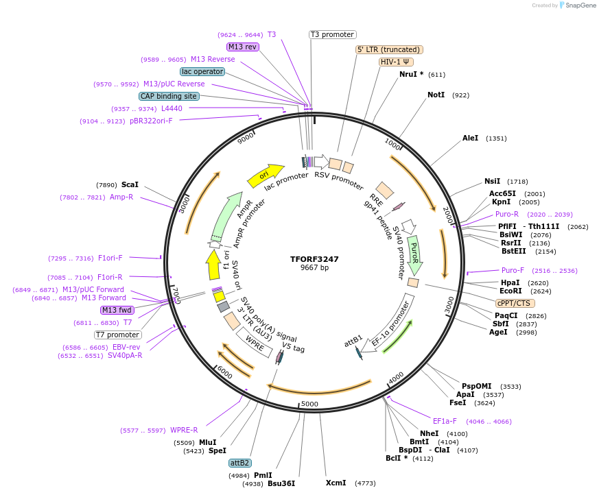 144723-plasmid-map-sequence-id-404303