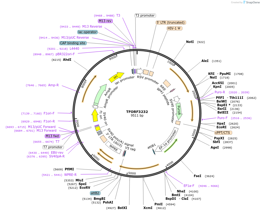 144708-plasmid-map-sequence-id-404304