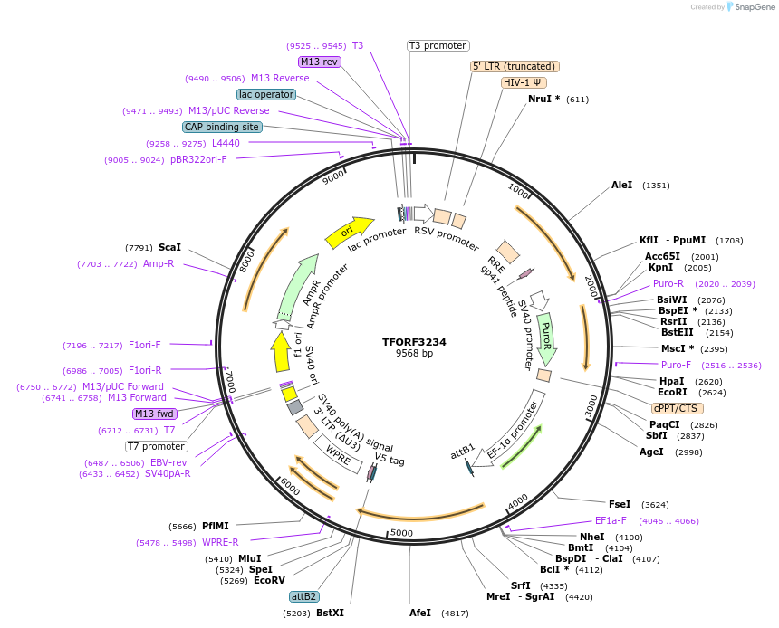 144710-plasmid-map-sequence-id-404306
