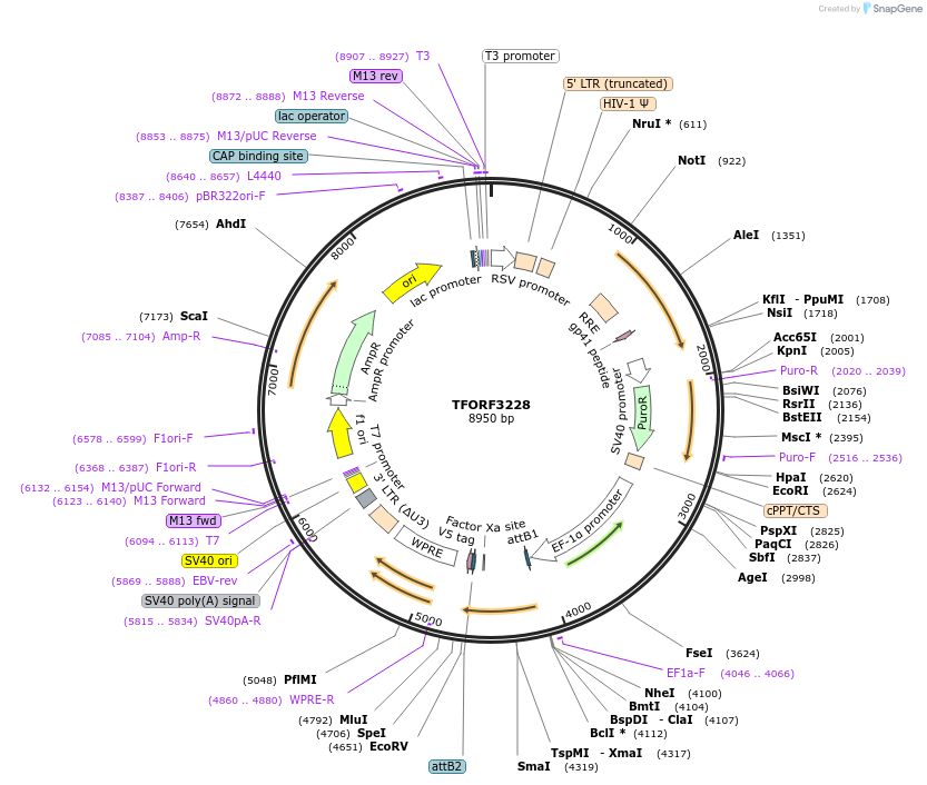 144704-plasmid-map-sequence-id-404307