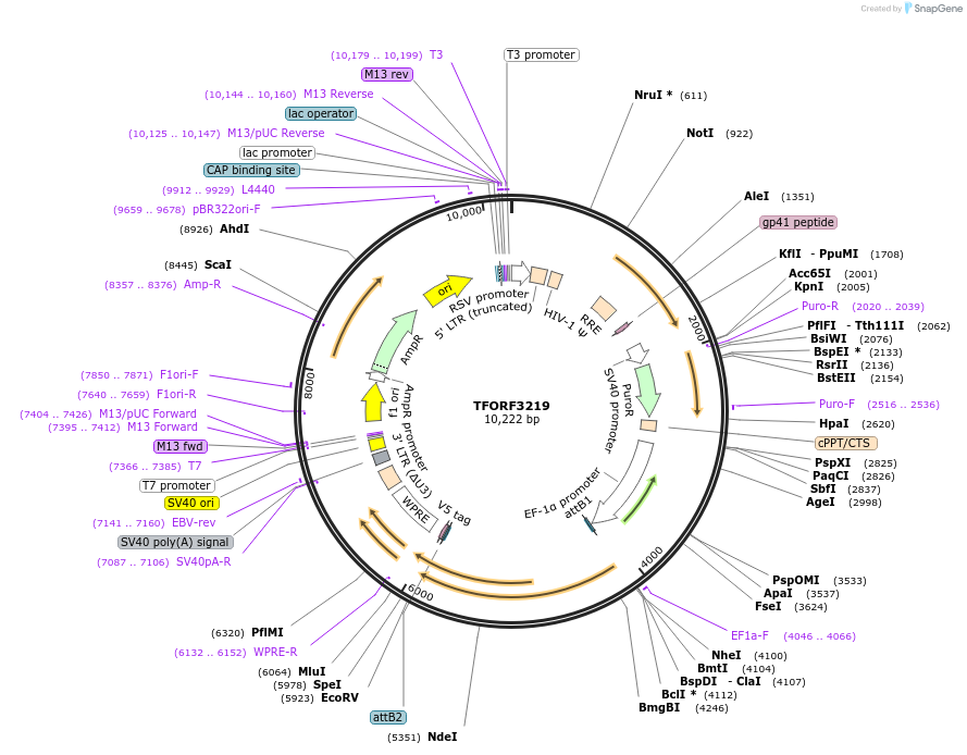144695-plasmid-map-sequence-id-404308