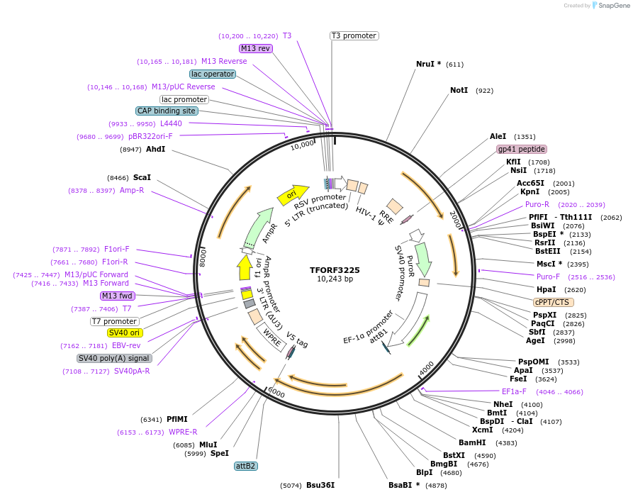 144701-plasmid-map-sequence-id-404309