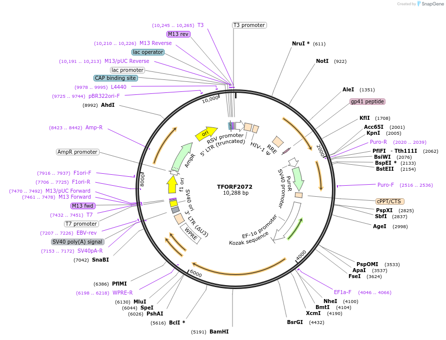141905-plasmid-map-sequence-id-404311