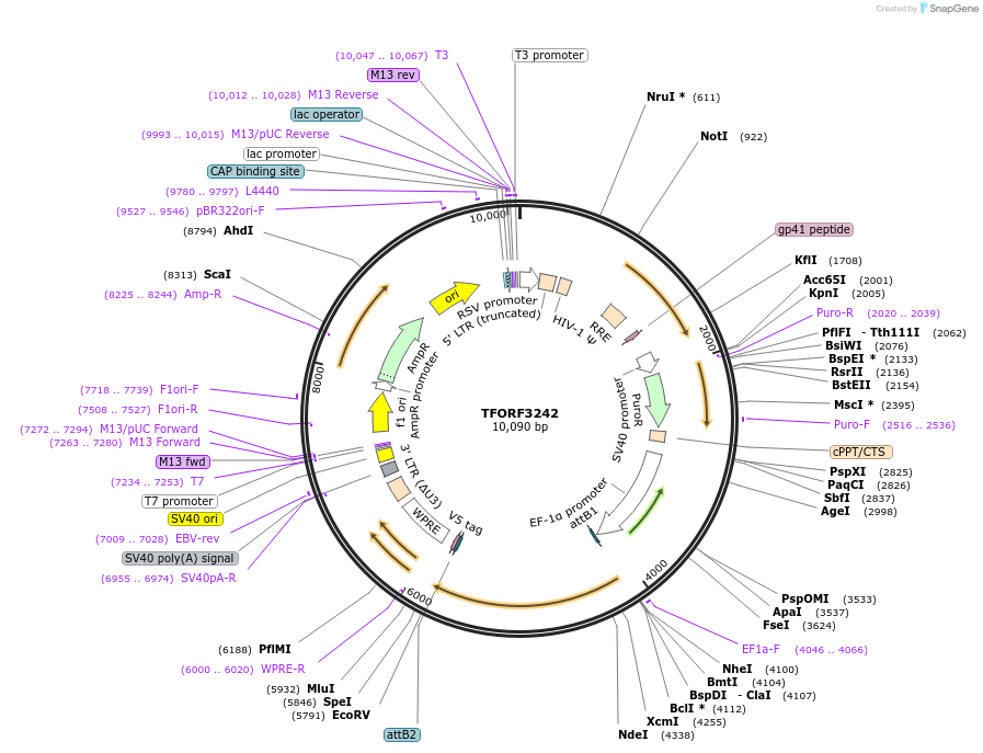 144718-plasmid-map-sequence-id-404313