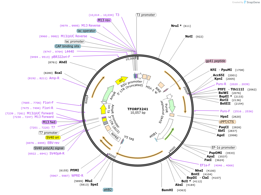 144717-plasmid-map-sequence-id-404314