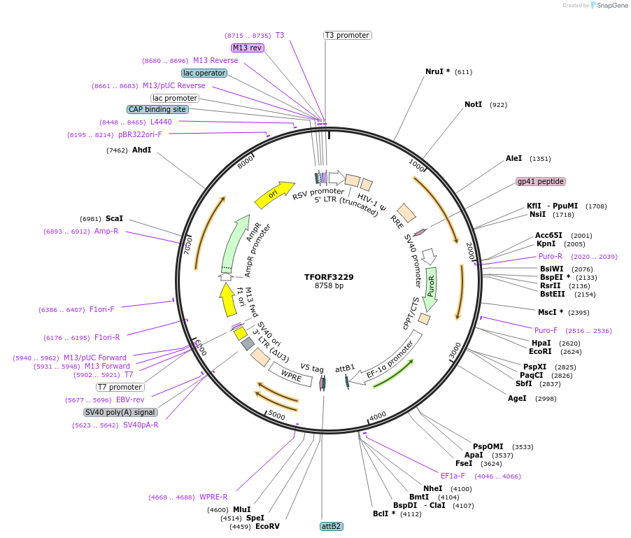 144705-plasmid-map-sequence-id-404317