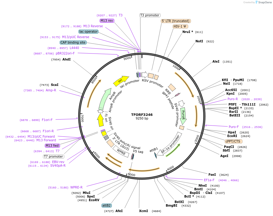 144722-plasmid-map-sequence-id-404324