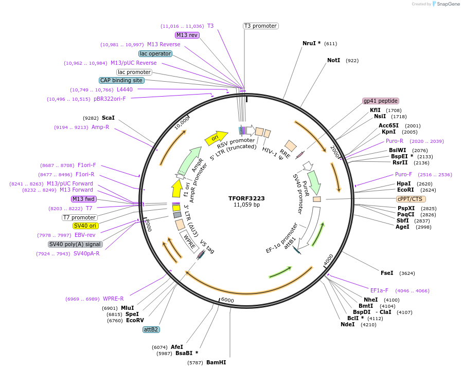 144699-plasmid-map-sequence-id-404325