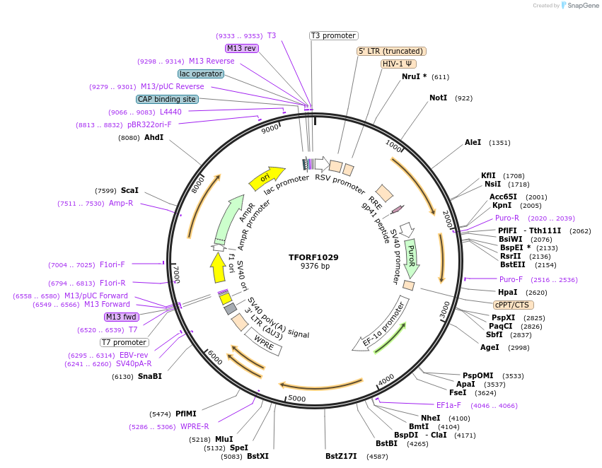 141785-plasmid-map-sequence-id-404329