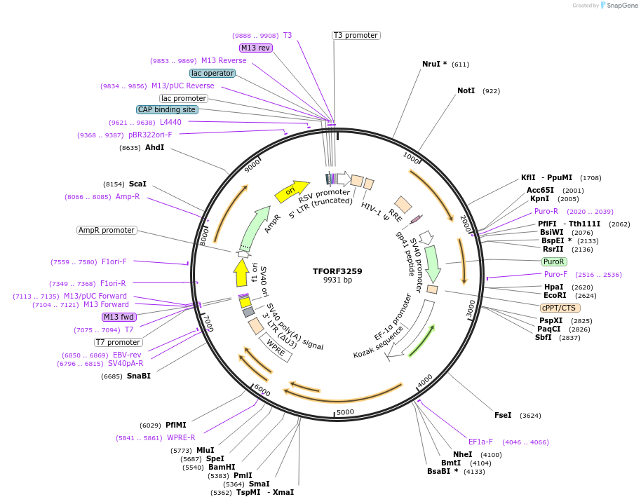 144735-plasmid-map-sequence-id-404331