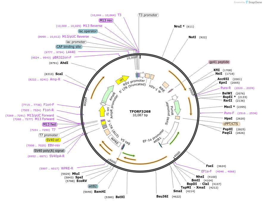 144744-plasmid-map-sequence-id-404338