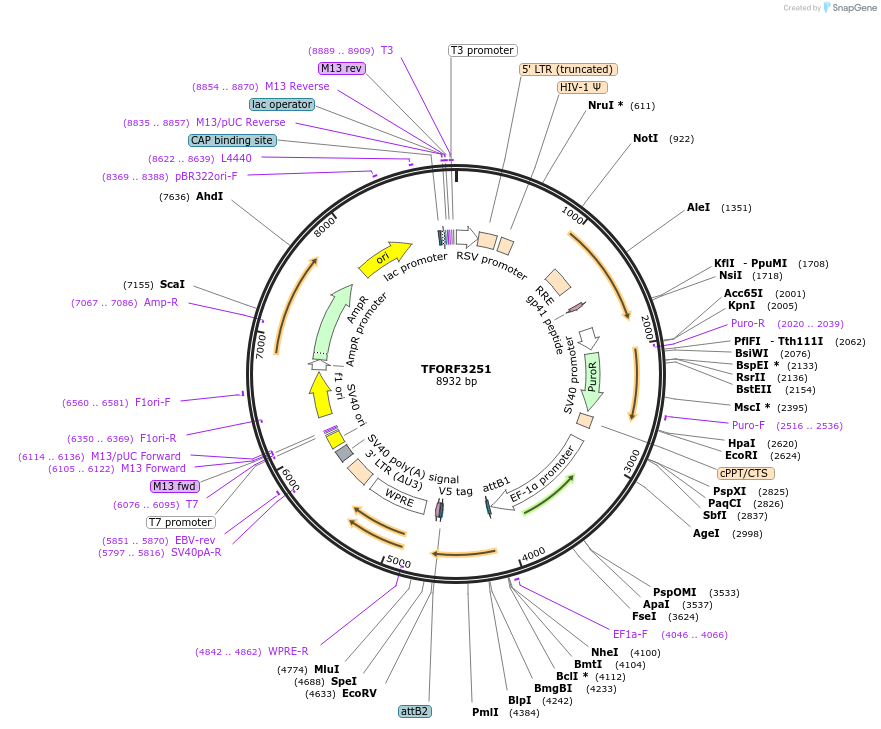 144727-plasmid-map-sequence-id-404339