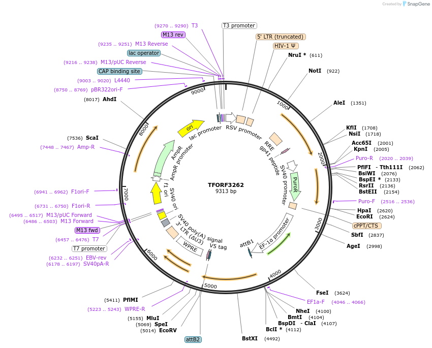 144738-plasmid-map-sequence-id-404340