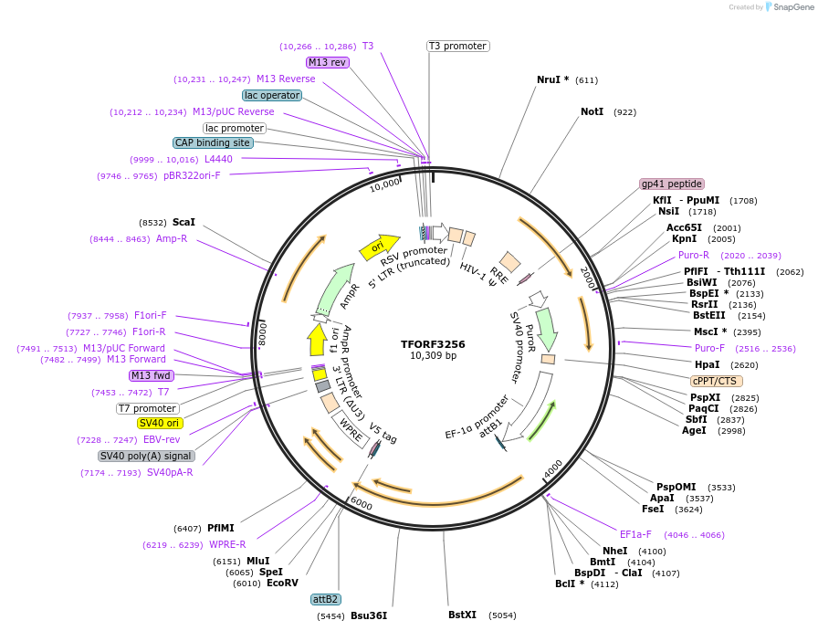 144732-plasmid-map-sequence-id-404341