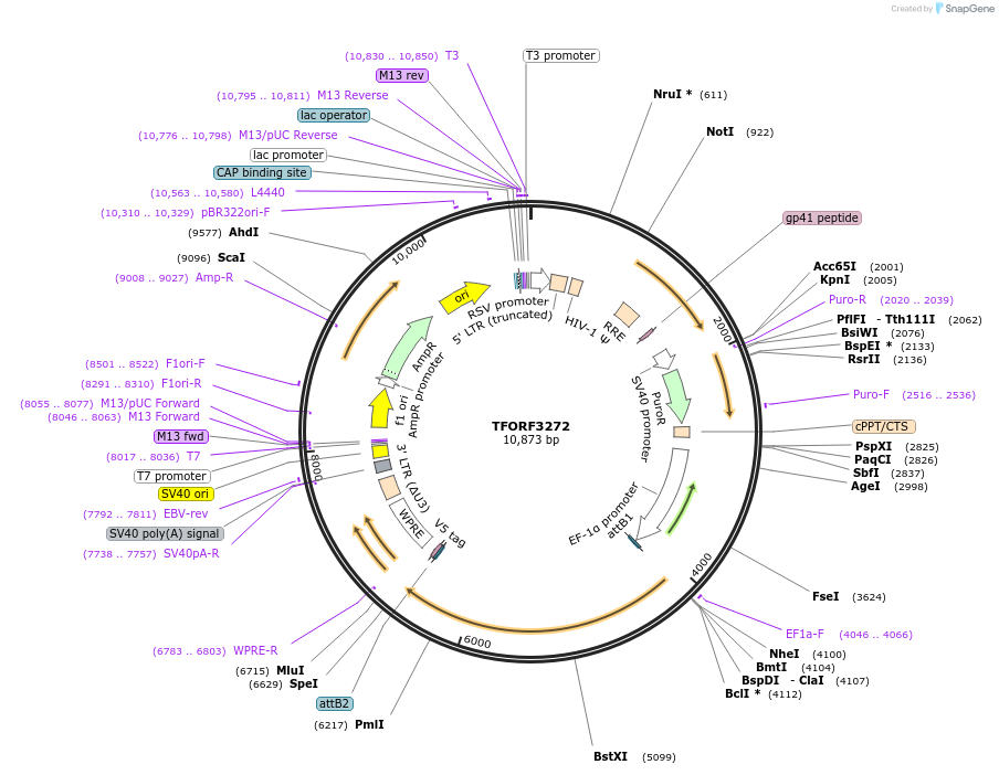 144748-plasmid-map-sequence-id-404342