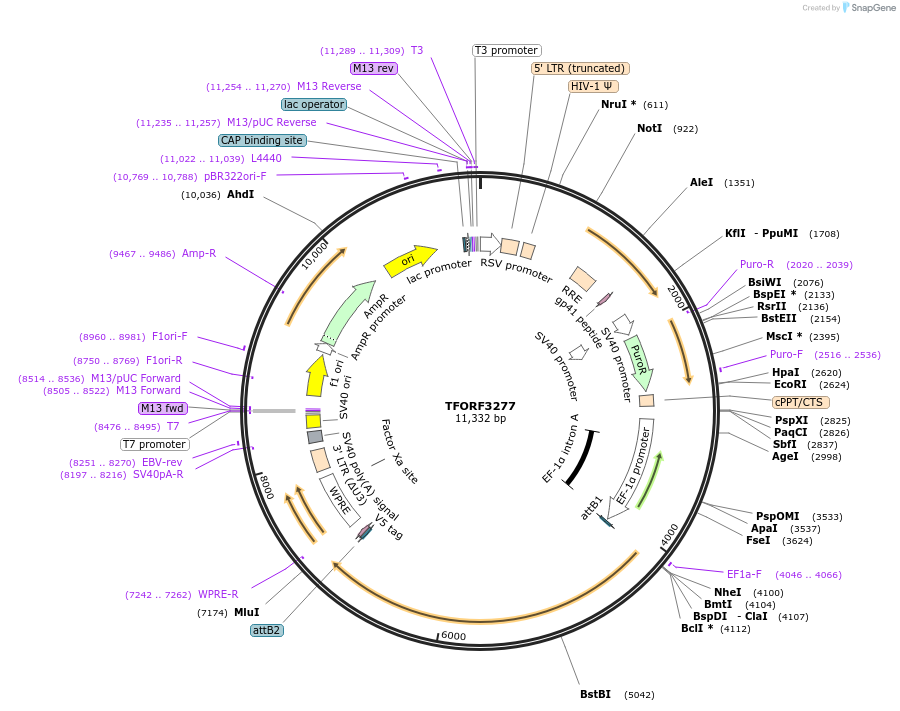 144753-plasmid-map-sequence-id-404343