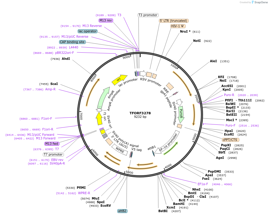 144754-plasmid-map-sequence-id-404344
