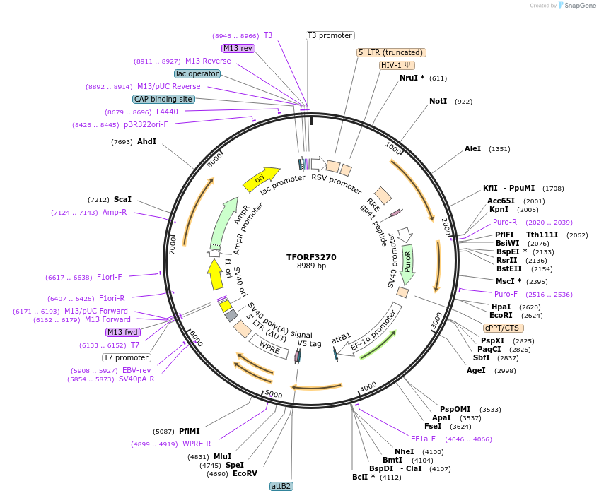144746-plasmid-map-sequence-id-404346