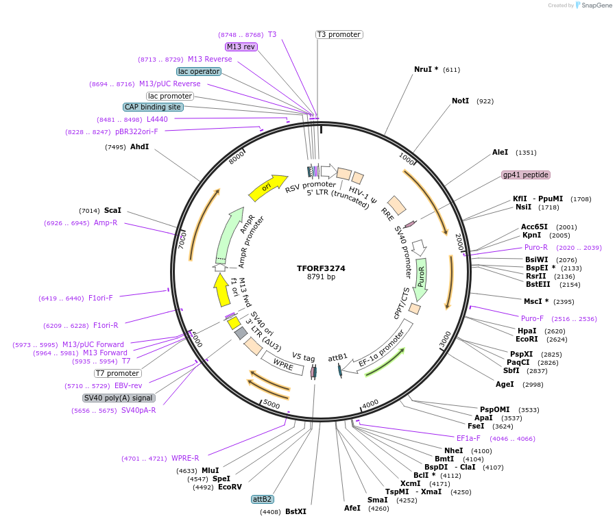 144750-plasmid-map-sequence-id-404347