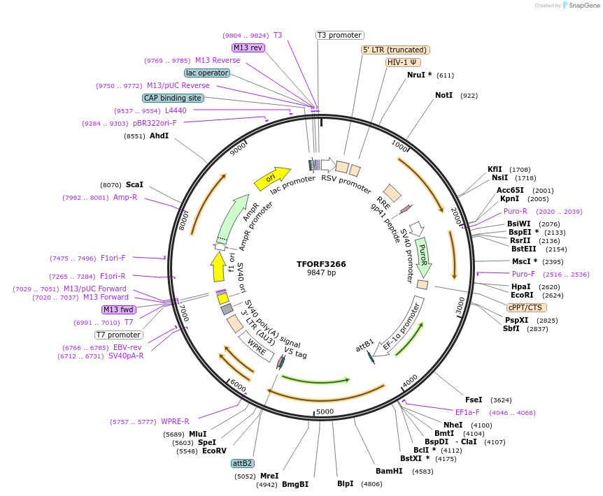 144742-plasmid-map-sequence-id-404348