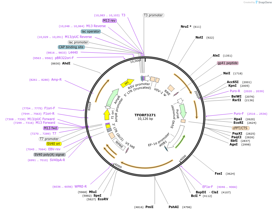 144747-plasmid-map-sequence-id-404350