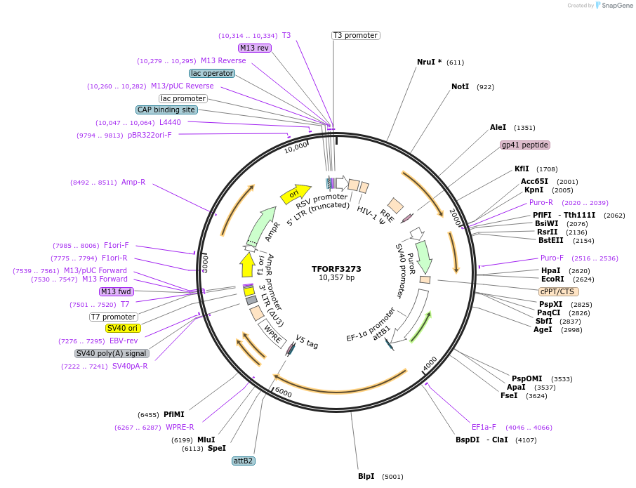 144749-plasmid-map-sequence-id-404351