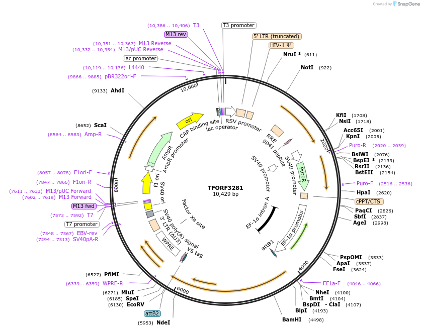 144757-plasmid-map-sequence-id-404352