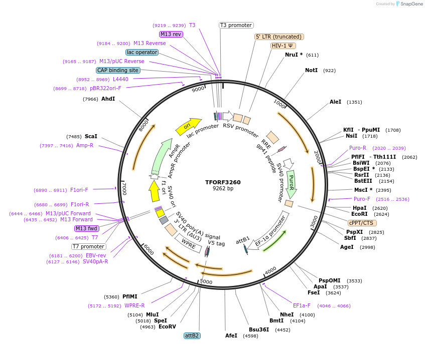 144736-plasmid-map-sequence-id-404353