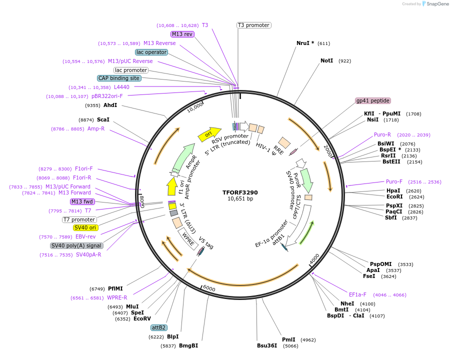144766-plasmid-map-sequence-id-404356