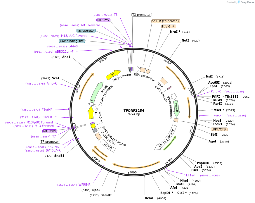 144730-plasmid-map-sequence-id-404358