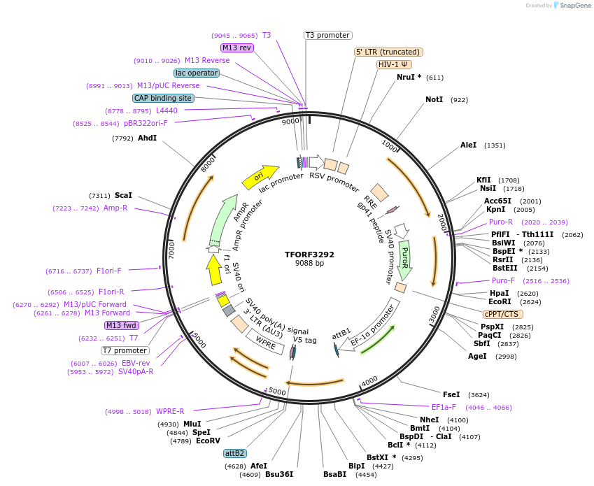144768-plasmid-map-sequence-id-404359