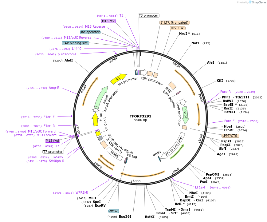 144767-plasmid-map-sequence-id-404362