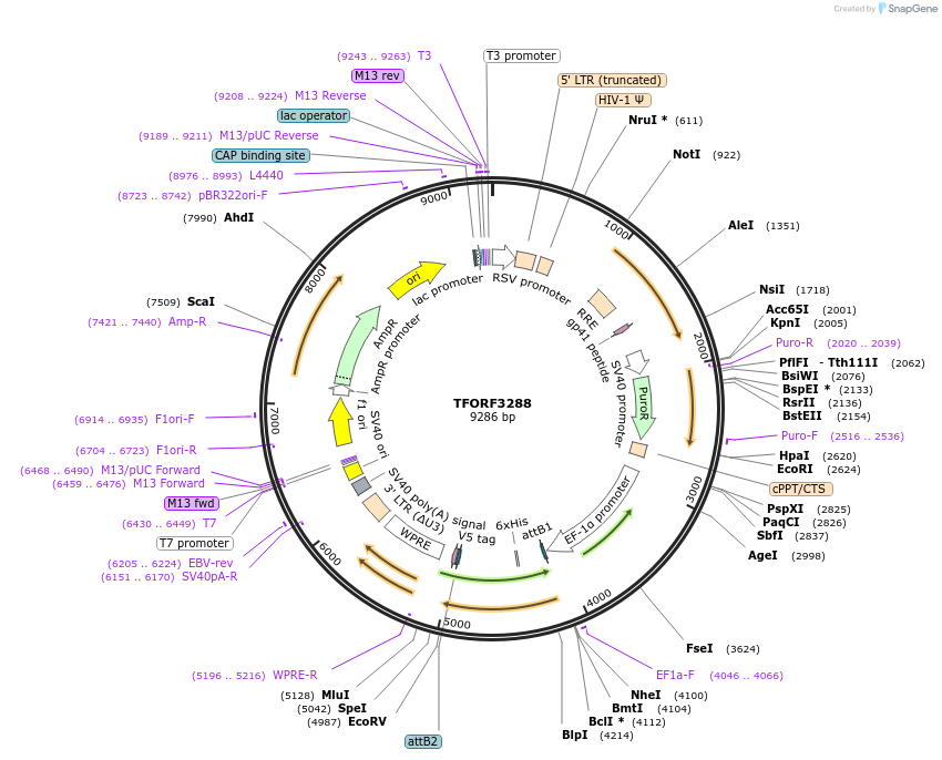 144764-plasmid-map-sequence-id-404364