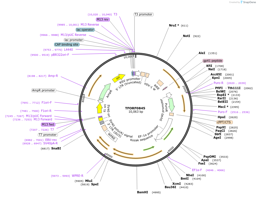 141731-plasmid-map-sequence-id-404365