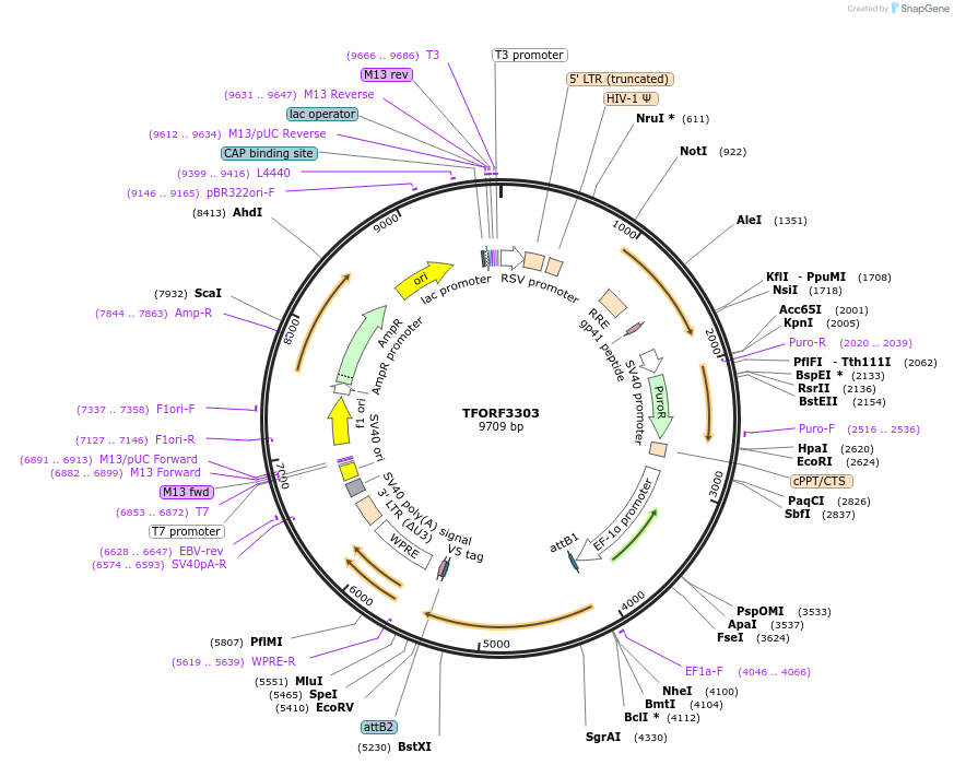 144779-plasmid-map-sequence-id-404370