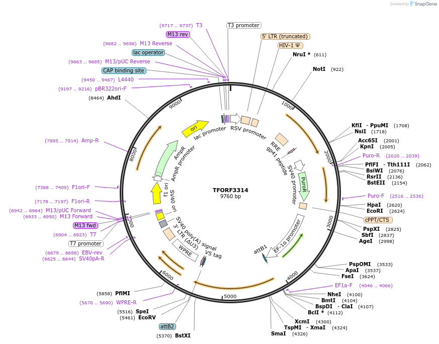144790-plasmid-map-sequence-id-404372