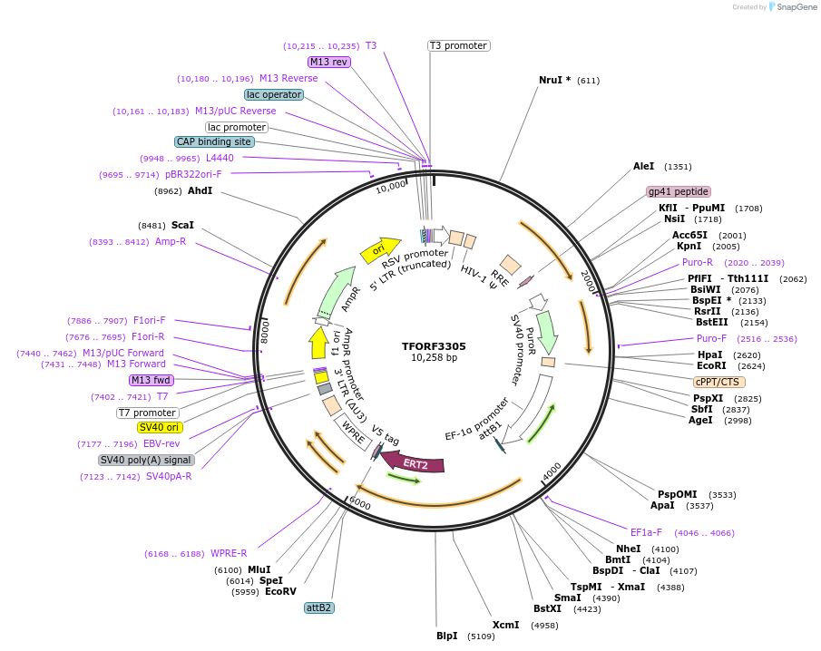 144781-plasmid-map-sequence-id-404373