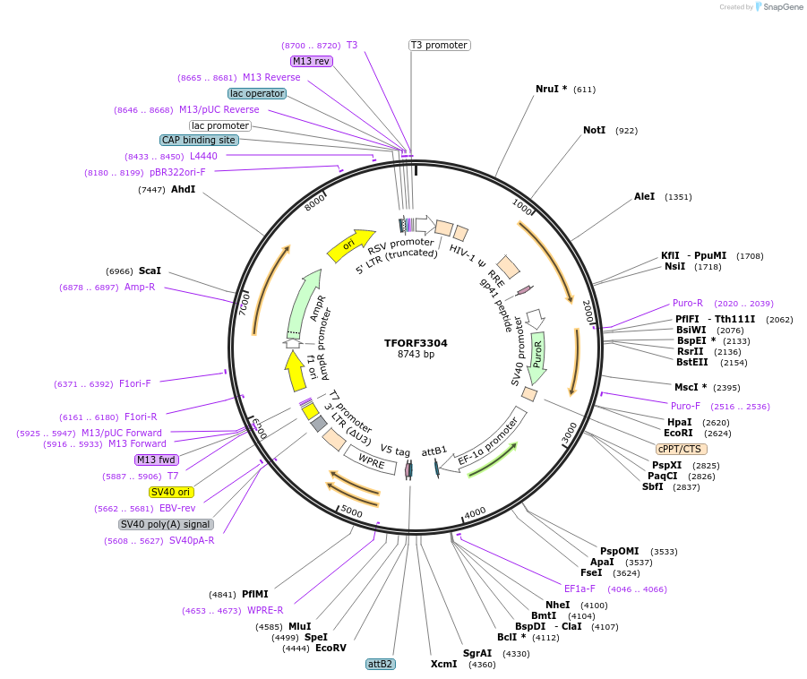144780-plasmid-map-sequence-id-404374