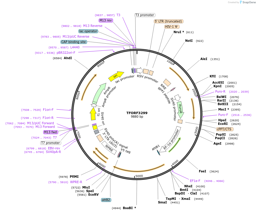 144775-plasmid-map-sequence-id-404375