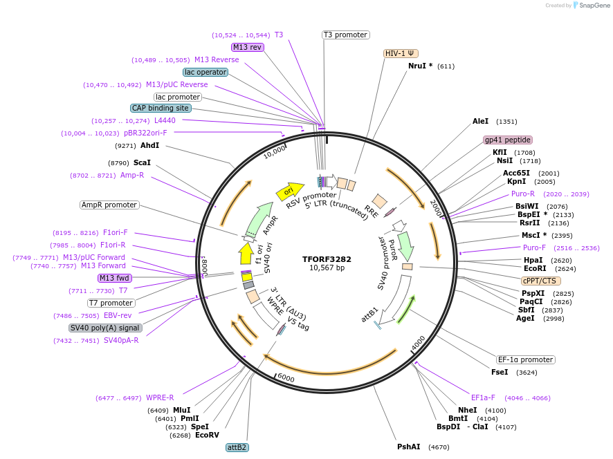 144758-plasmid-map-sequence-id-404376