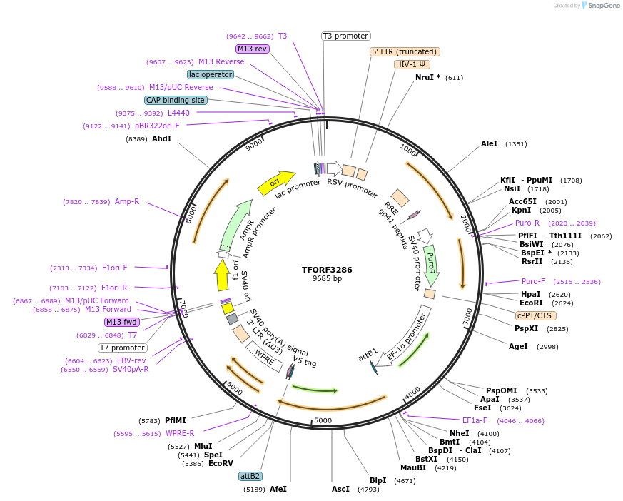 144762-plasmid-map-sequence-id-404377
