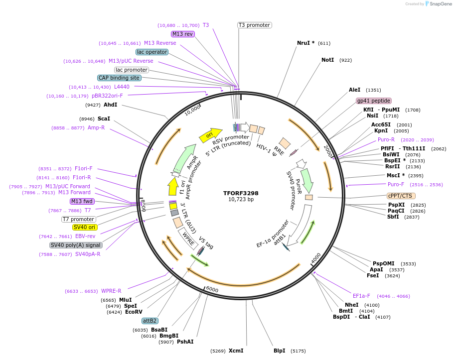 144774-plasmid-map-sequence-id-404378