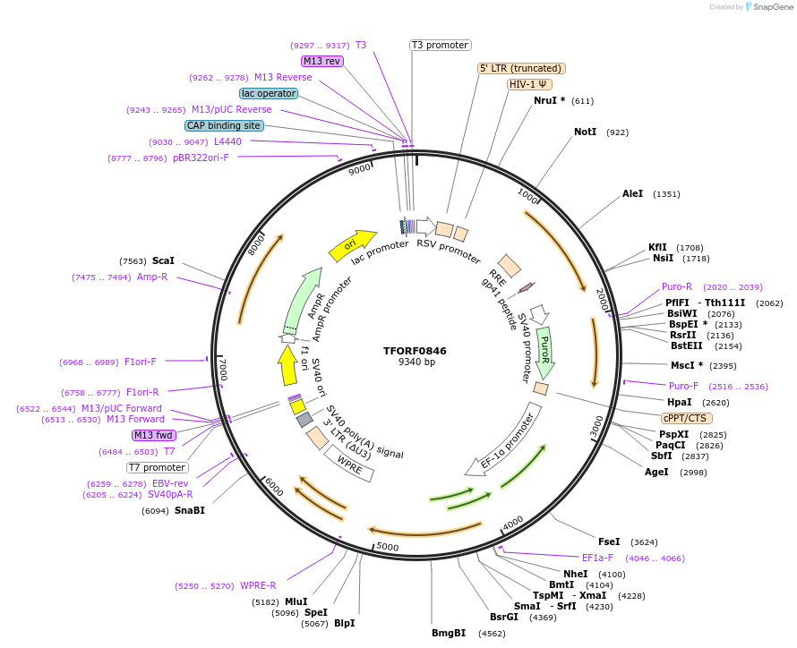 141732-plasmid-map-sequence-id-404379