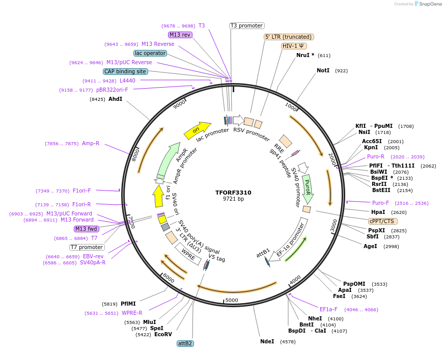 144786-plasmid-map-sequence-id-404381
