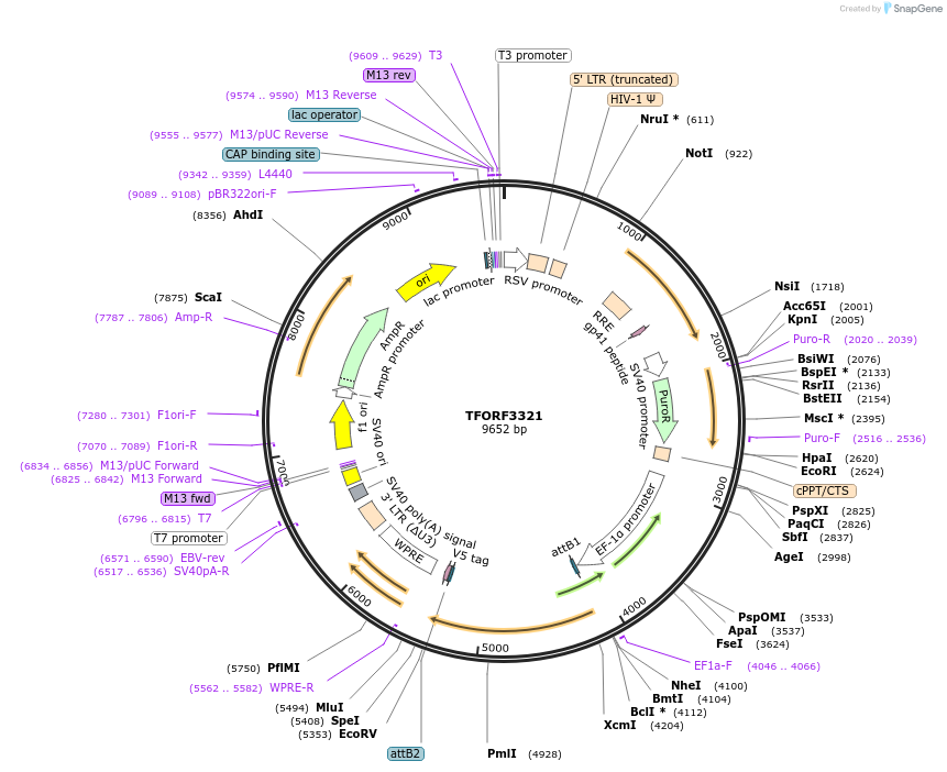144797-plasmid-map-sequence-id-404383
