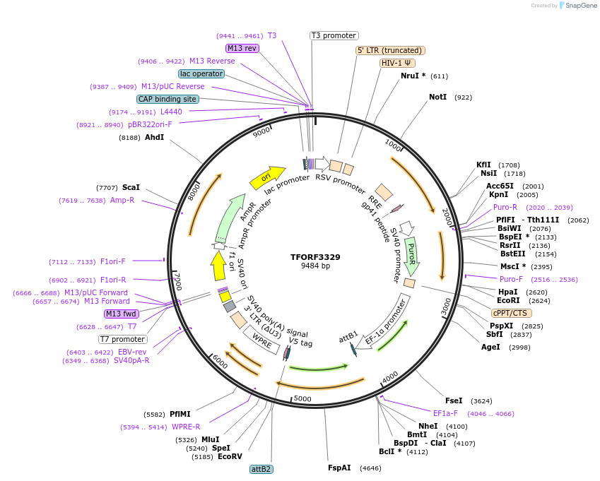 144805-plasmid-map-sequence-id-404387